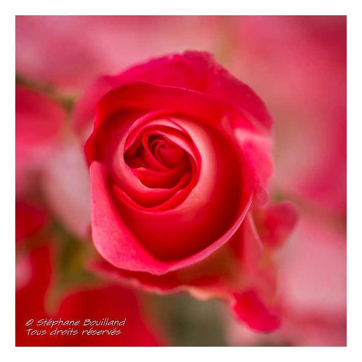 Roses_du_jardin_18_07_2013_016-BorderMaker