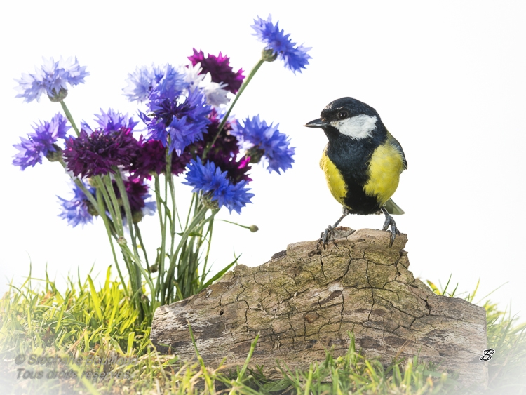 Mésange charbonnière - Parus major - Great Tit