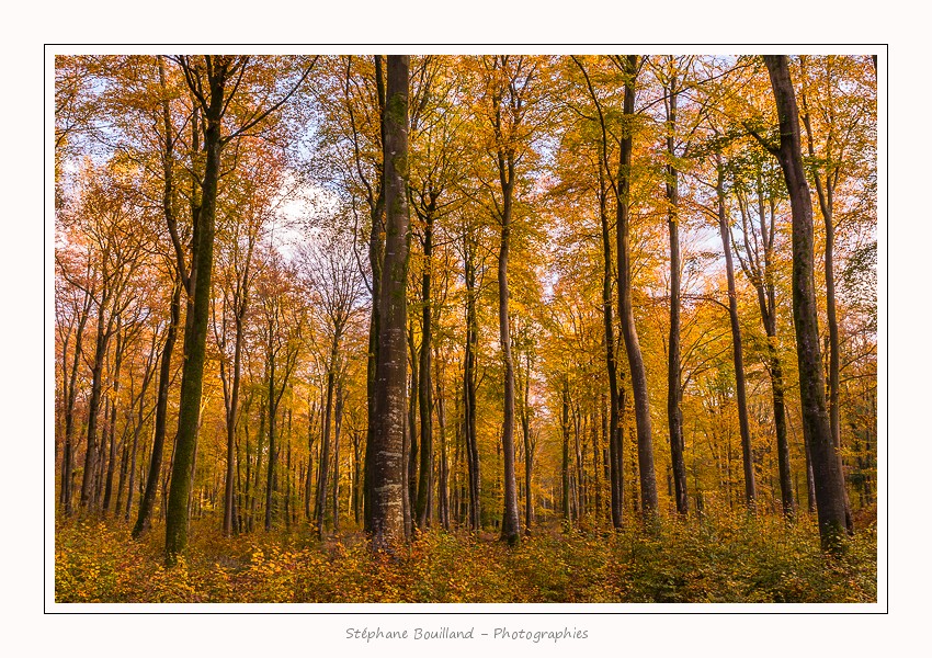 Foret_Crecy_Automne_2014_0005-border
