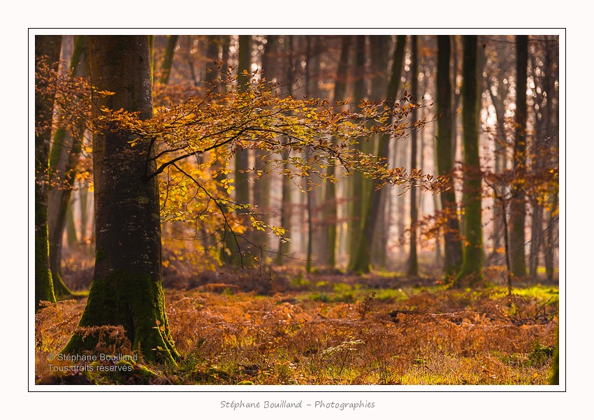 Foret_Crecy_Automne_29_11_2014_0005-border