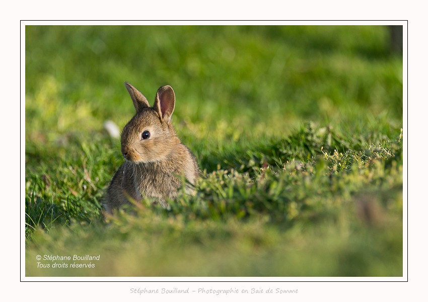 Jeune lapin au terrier - Saison : Printemps - Lieu : Cayeux-sur-mer / Ault, Hable d'Ault, Somme, Picardie, Hauts-de-France,France