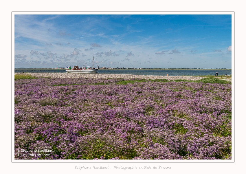 Le baliseur Somme II dans le chenal de la Somme au milieu des lilas de mer (Statices sauvages). Ce bateau a longtemps servi à baliser le chenal pour l'accès à la pleine mer et il est aujourd'hui classé monument historique. Saison : été - Lieu : Cap Hornu, Saint-Valery-sur-Somme, Somme, Picardie, Hauts-de-France