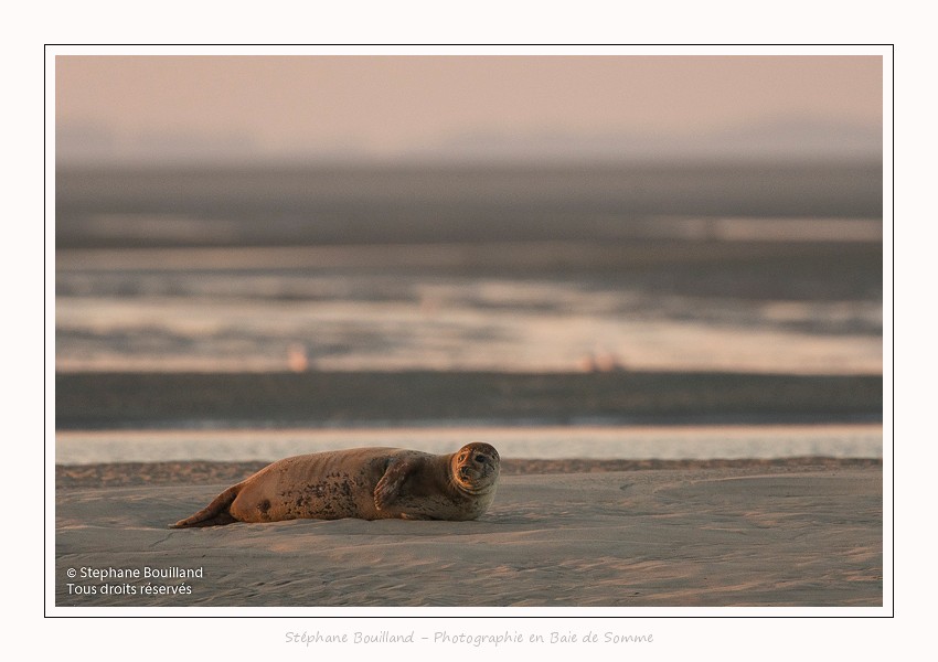 A marée montante, les phoques sont peu à peu délogés des banc de sable par la mer. Saison : été - Lieu : Berck-sur-mer, Pas-de-Calais, Hauts-de-France, France.