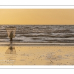 Pêcheurs de crevettes grises sur la plage de Ault.