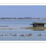 Grandes marées en Baie de Somme