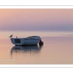 Goéland posé sur un barque dans le chenal de la Somme au petit matin.