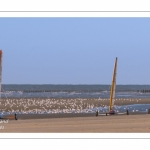 Europal Trophy - Compétition de chars-à-voile sur la plage de Berck-sur-mer.