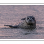 Phoque veau-marin en Baie d'Authie à Berck-sur-mer