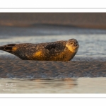 Phoque veau-marin en Baie d'Authie à Berck-sur-mer