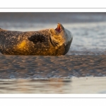 Phoque veau-marin en Baie d'Authie à Berck-sur-mer