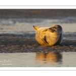 Phoque veau-marin en Baie d'Authie à Berck-sur-mer