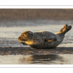 Phoque veau-marin en Baie d'Authie à Berck-sur-mer