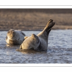 Phoque veau-marin en Baie d'Authie à Berck-sur-mer