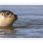 Phoque veau-marin en Baie d'Authie à Berck-sur-mer