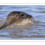 Phoque veau-marin en Baie d'Authie à Berck-sur-mer