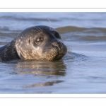 Phoque veau-marin en Baie d'Authie à Berck-sur-mer