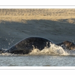 Phoque gris en baie d'Authie à Berck-sur-mer