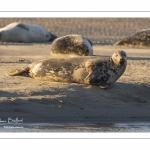 Phoque gris en baie d'Authie à Berck-sur-mer