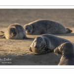 Phoque gris en baie d'Authie à Berck-sur-mer