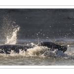 Phoque gris en baie d'Authie à Berck-sur-mer