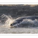 Phoque gris en baie d'Authie à Berck-sur-mer