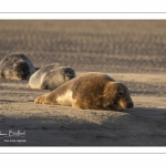 Phoque gris en baie d'Authie à Berck-sur-mer
