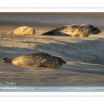 Phoque veau-marin en baie d'Authie à Berck-sur-mer