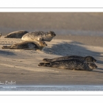Phoque veau-marin en baie d'Authie à Berck-sur-mer