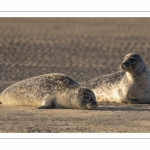 Phoque veau-marin en baie d'Authie à Berck-sur-mer