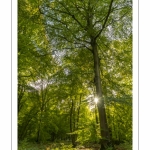 La forêt de Crécy dans la Somme en début d'automne
