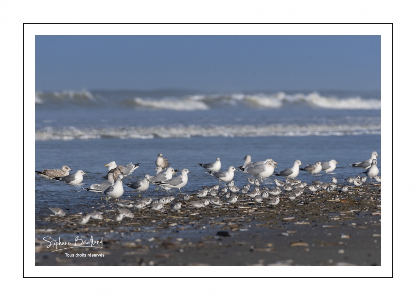 Goélands cendrés (Larus canus - Mew Gull) sur la plage de Quend-Plage