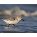 Bécasseau sanderling (Calidris alba - Sanderling) sur la plage de Quend-Plage