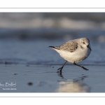 Bécasseau sanderling (Calidris alba - Sanderling) sur la plage de Quend-Plage