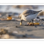 Bécasseau sanderling (Calidris alba - Sanderling) sur la plage de Quend-Plage