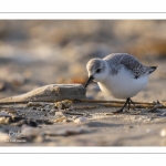 Bécasseau sanderling (Calidris alba - Sanderling) sur la plage de Quend-Plage