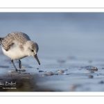 Bécasseau sanderling (Calidris alba - Sanderling) sur la plage de Quend-Plage