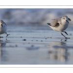 Bécasseau sanderling (Calidris alba - Sanderling) sur la plage de Quend-Plage