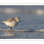 Bécasseau sanderling (Calidris alba - Sanderling) sur la plage de Quend-Plage