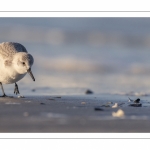 Bécasseau sanderling (Calidris alba - Sanderling) sur la plage de Quend-Plage