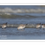 Bécasseau sanderling (Calidris alba - Sanderling) sur la plage de Quend-Plage