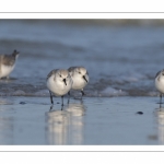 Bécasseau sanderling (Calidris alba - Sanderling) sur la plage de Quend-Plage