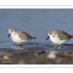 Bécasseau sanderling (Calidris alba - Sanderling) sur la plage de Quend-Plage