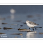 Bécasseau sanderling (Calidris alba - Sanderling) sur la plage de Quend-Plage