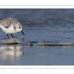 Bécasseau sanderling (Calidris alba - Sanderling) sur la plage de Quend-Plage