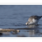 Bécasseau sanderling (Calidris alba - Sanderling) sur la plage de Quend-Plage