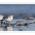 Bécasseau sanderling (Calidris alba - Sanderling) sur la plage de Quend-Plage