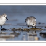 Bécasseau sanderling (Calidris alba - Sanderling) sur la plage de Quend-Plage