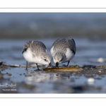 Bécasseau sanderling (Calidris alba - Sanderling) sur la plage de Quend-Plage