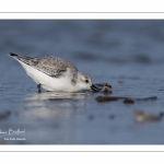 Bécasseau sanderling (Calidris alba - Sanderling) sur la plage de Quend-Plage