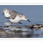 Bécasseau sanderling (Calidris alba - Sanderling) sur la plage de Quend-Plage